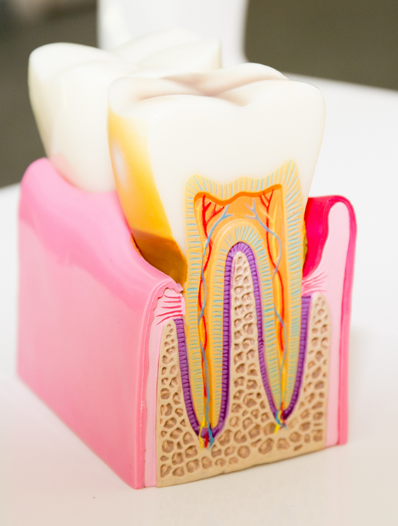 Model of a tooth showing the layers inside of it